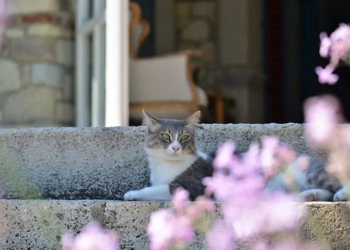 Otel Zeytin 3*