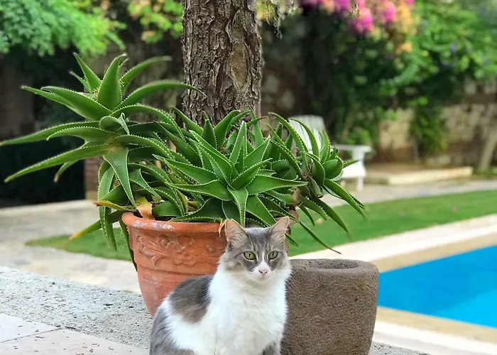 Zeytin Hotel Alacati