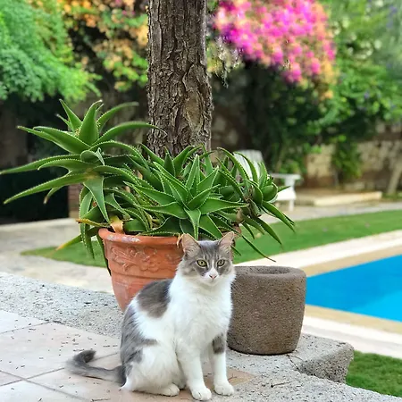 Zeytin Hotel Alacati